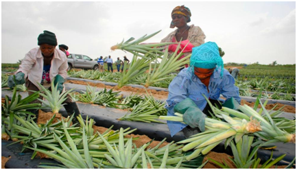 图片来源:getty images)加纳的农业部门分为四个子部门,即种植业,牲畜