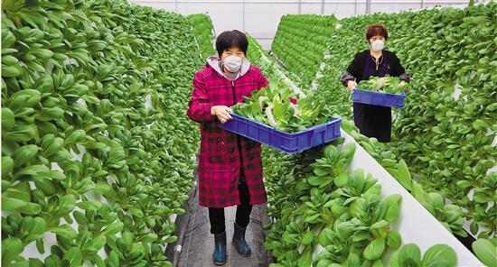 该生态工厂采用气雾栽培技术种植蔬菜,产量可达一般大棚蔬菜的8倍.