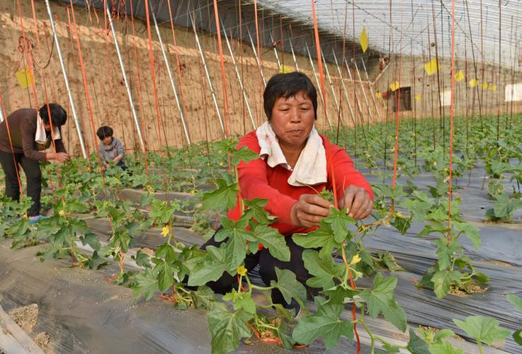 开发重点县——河北省新河县为加快群众脱贫步伐,引导农民种植大棚