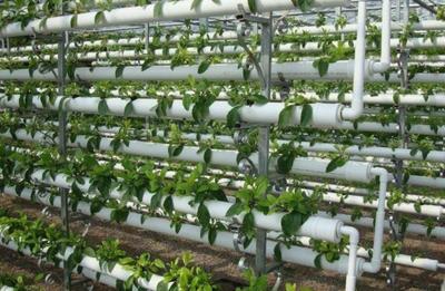 农业种植新技术,无土育苗的类型以及管理方法介绍