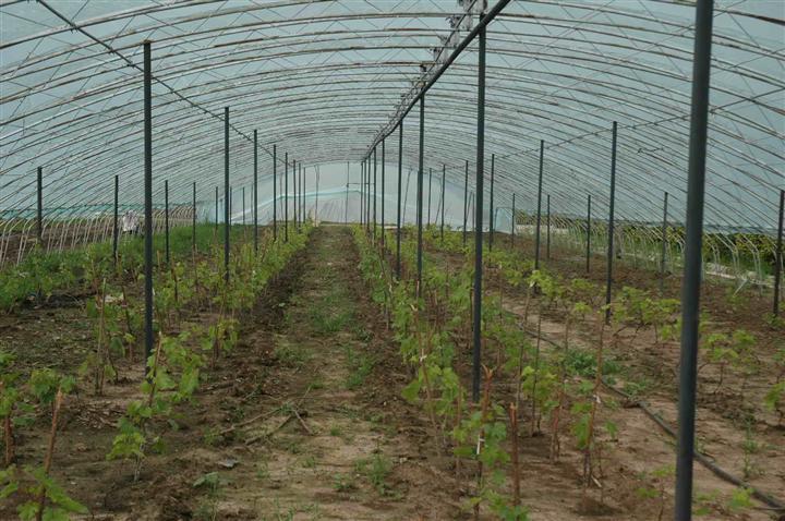 石家庄市恒丰益农农业技术开发是专业从事温室大棚,不锈钢