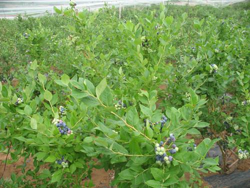 蓝莓苗批发_要买蓝莓苗就到棒棒农业|价格,厂家,图片-商虎中国