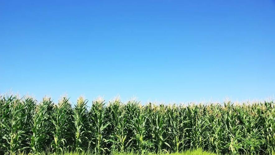 农业生物技术年度报告,报告指出:西班牙是欧盟最大的转基因玉米种植国