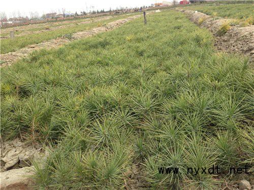 农业栽培技术:沙洲竹梗芹的栽培管理