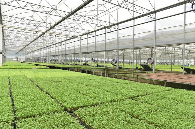 五丰园农业公司采取先进的水培技术种植蔬菜.(来源:黄超贤 摄)