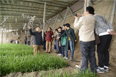 天津市科技帮扶项目“韭菜安全生产技术集成与应用”初见成效
